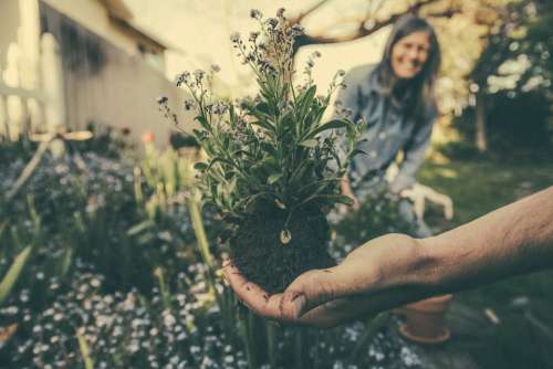 Planting Gardening Flowers Plant Garden Growing