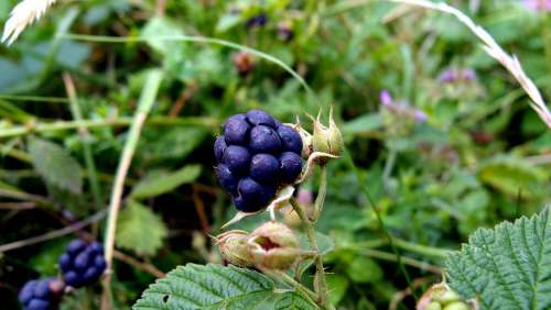 Plants Blackberry Macro Plant Figure Fruit Thorn