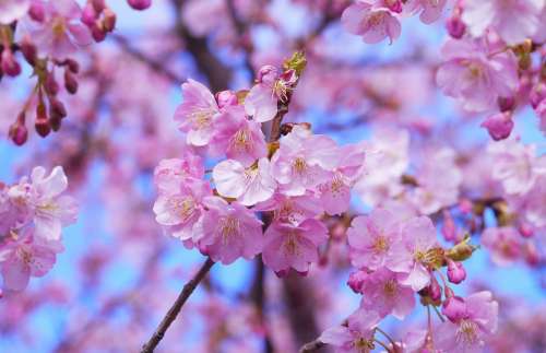 Cherry Blossom Cherry Tree Japan Beautiful Pink