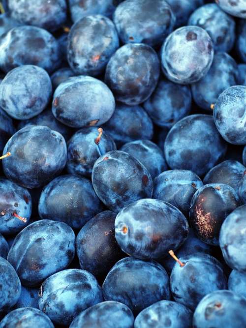 Plum Fruit Blue Purple Sweet Plant Berries