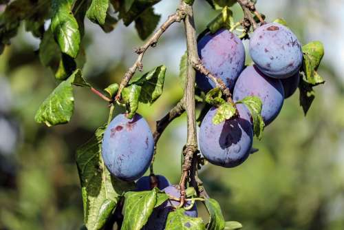 Plum Plums Fruit Violet Plum Tree Branch