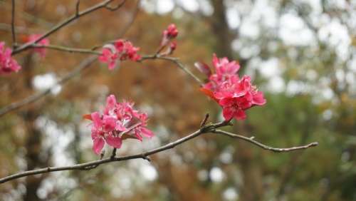 Plum Blossom Branch Flower Red Blur Natural