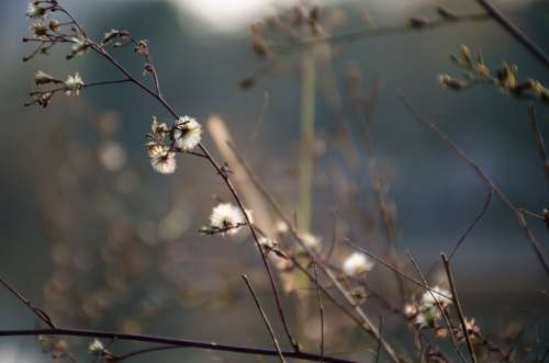 Plum Blossom Plant White Flower