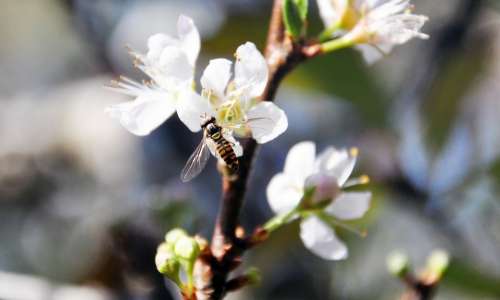 Plum Blossom Bee Flower Quentin Chong Pollen