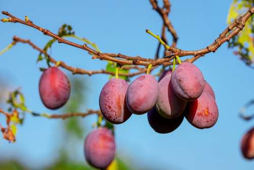 Plums Plum Tree Fruit Fruits Immature Fruit Tree