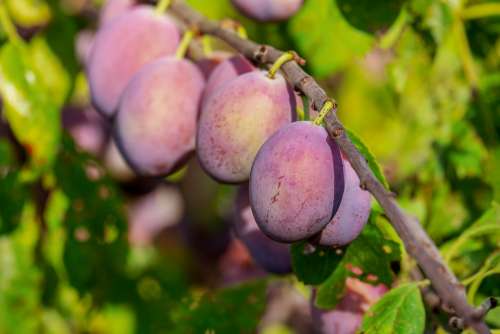 Plums Plum Tree Fruit Fruits Immature Fruit Tree