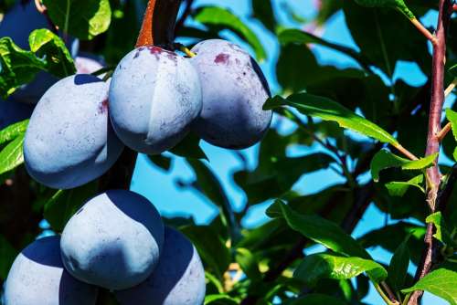 Plums Plum Tree Fruit Fruits Ripe Healthy