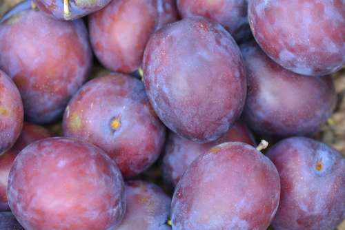 Plums Fruit Vitamins Purple