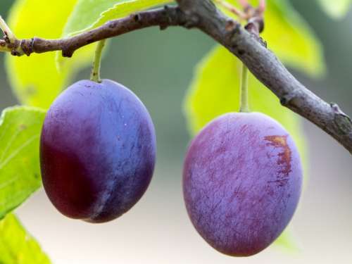 Plums Fruit Ripe Branch Fruits