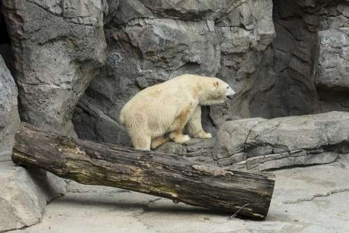 Polar Bear Zoo White Wildlife Nature Rock