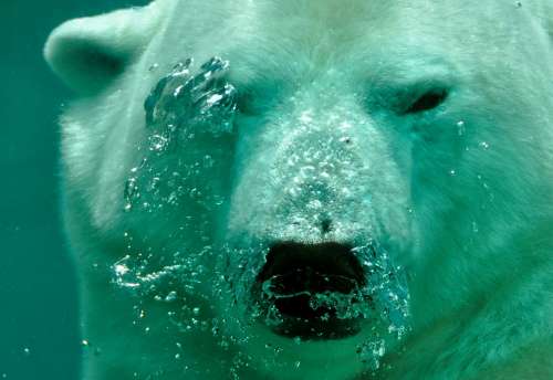 Polar Bear Bear Breath Air Bubbles Submerged Water