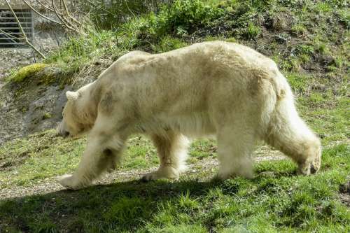 Polar Bear Female Animal Mammal Nature Wildlife