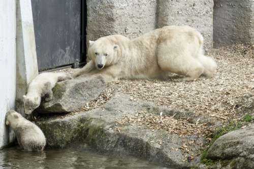 Polar Bear Female Cubs Animal Mammal Nature