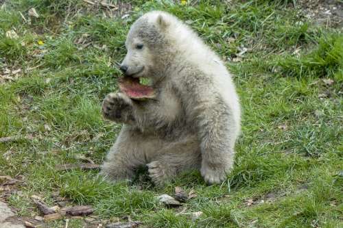 Polar Bear Cub Animal Mammal Nature Wildlife
