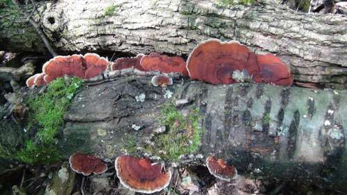 Polyporus Stockschwaemme Forest Modern Tree Fungi