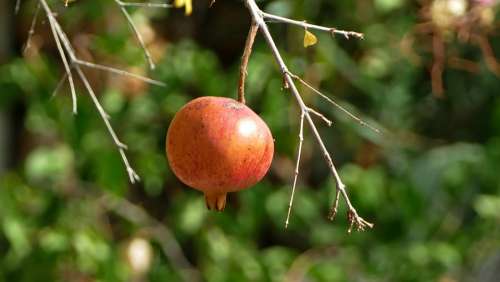 Pomegranate Fruit Mediterranean Healthy