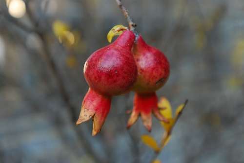 Pomegranate Beautiful Nature The Scenery Red Fruit