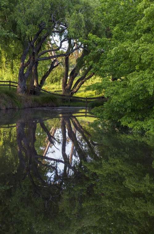 Pond Reflection Tree Fence Leaves Lake