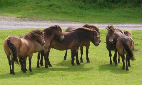 Ponies Herd Horse Animal Group Freedom Exmoor