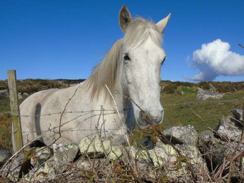 Pony Ireland Horse Landscape