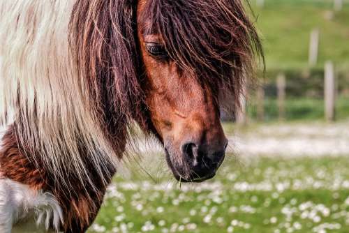 Pony Shetland Shetland Pony Horse Field