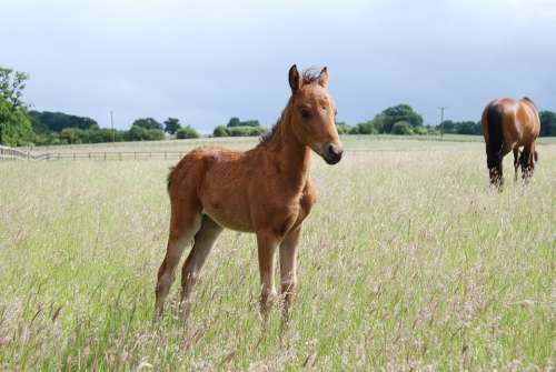 Pony Foal Field Horse Animal