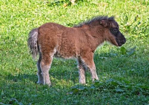 Pony Foal Animal Pasture Nature Mammal