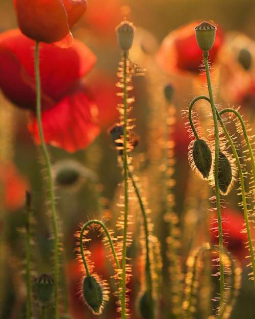 Poppies Sunset Nature Colors Weed Flowers Red