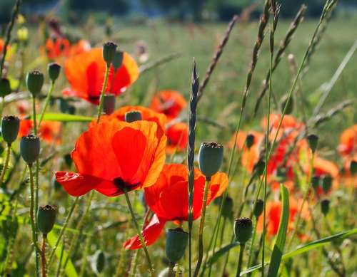 Poppies Meadow Summer Nature Plant