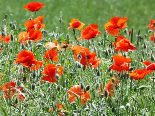 Poppies Flowers Blossom Summer Red Field Meadow