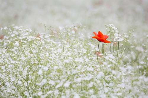 Poppy Gypsophila Elegans Red Color White Garden