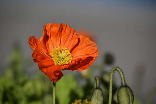 Poppy Flower Red Spring Blossom Bloom Red Flower