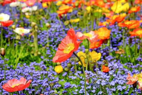 Poppy Flower Blossom Bloom Red Field Nature