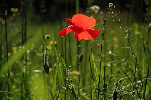 Poppy Flower Nature Wild Flower Wild Flowers Field