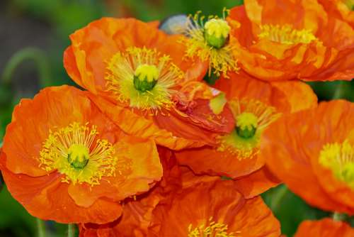 Poppy Flower Klatschmohn Blossom Bloom
