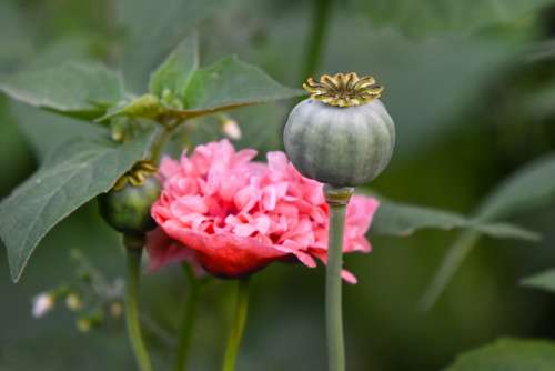 Poppy Flower Plant Seeds Papaver Somniferum