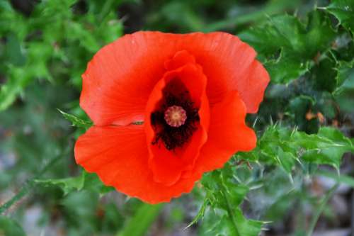 Poppy Flower Plant Red Nature Spring Summer