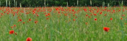 Poppy Panorama Nature Summer Red