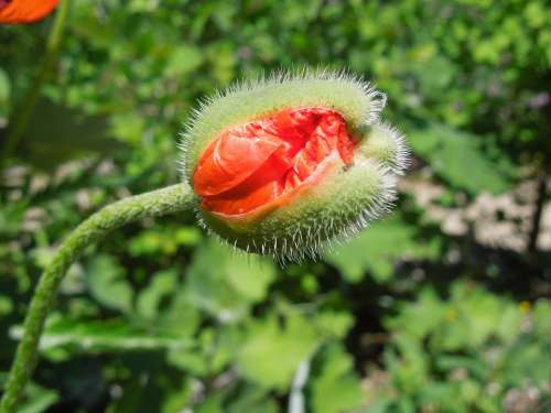 Poppy Bud Close Up Plant Garden Show Summer