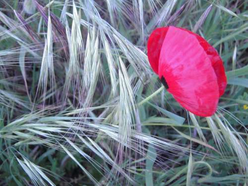 Poppy Flower Red Herb Green