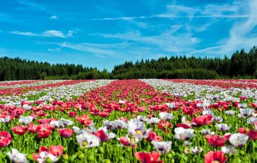 Poppy Field Of Poppies Flower Flowers Field