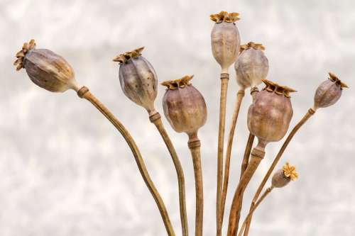 Poppy Poppy-Capsules Dry Flowers Autumn