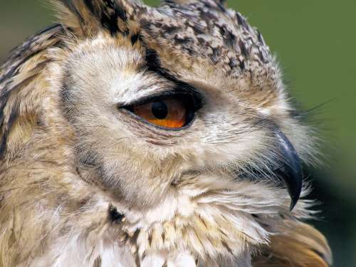Portrait Bird Owl Plumage Predator Nature