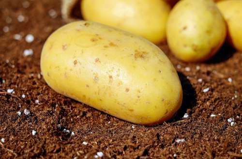 Potatoes Vegetables Erdfrucht Bio Harvest Garden