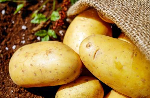 Potatoes Vegetables Erdfrucht Bio Harvest