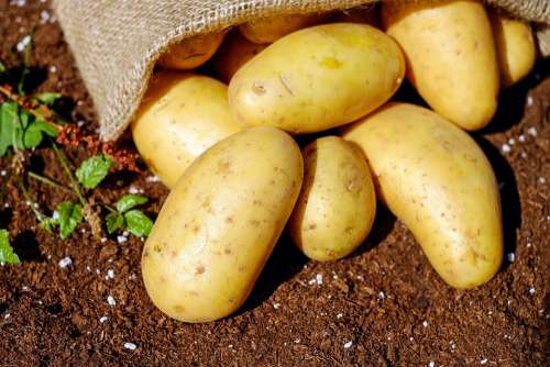 Potatoes Vegetables Erdfrucht Bio Harvest Garden
