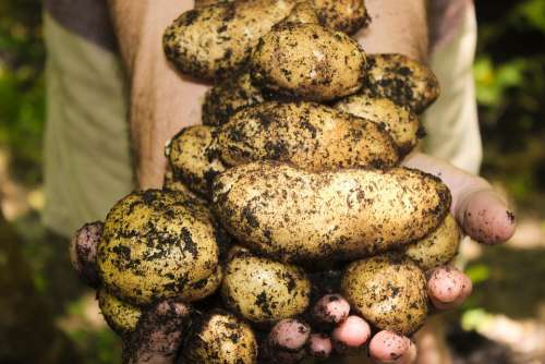 Potatoes Natural Soil Gardening Farming Garden