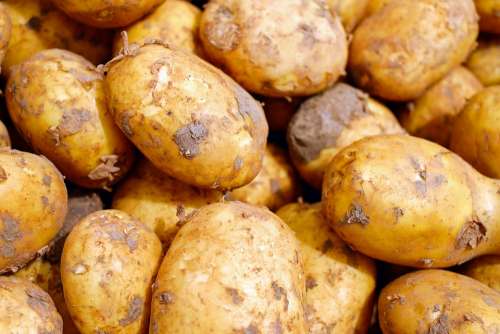 Potatoes Vegetables Erdfrucht Food Carbohydrates