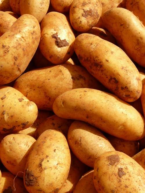 Potatoes Vegetables Potato Food Ingredient Eat