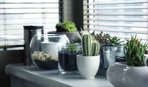 Pots Plants Cactus Succulent Shelf Window Garden